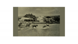 Upcountry Cowboy Culture - Here since the Late 19th Century.